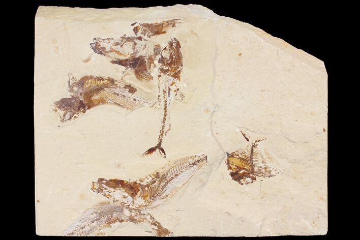 Cretaceous Fossil Fish Association - Hakel, Lebanon #163102